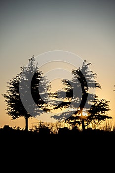 Trees silhouetted against the setting sun photo